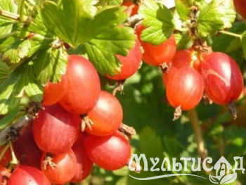 Дизайн без названия (1)