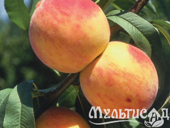 Дизайн без названия (38)