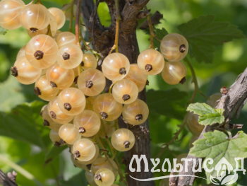 Дизайн без названия (23)