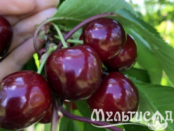 Дизайн без названия (3)