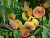 image_8255520_16411310