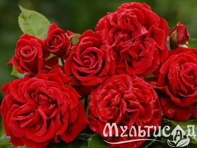 Дизайн без названия (19)