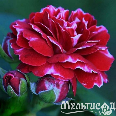 9a4171dbd0aacf292509b413eed02cba