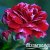 9a4171dbd0aacf292509b413eed02cba