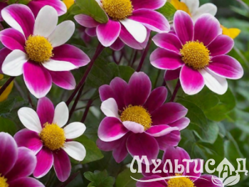 Креатив без названия (99)