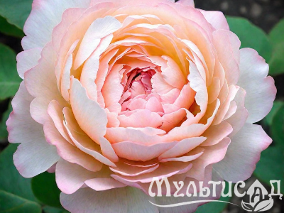 Туя (32)
