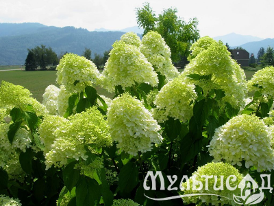 image_6895822_13179969