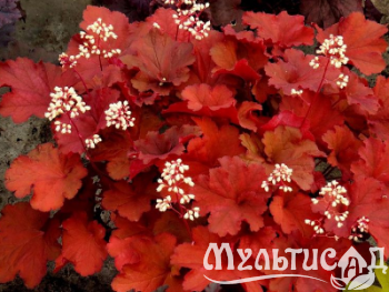 Креатив без названия (20)