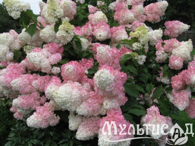 Дизайн без названия (11)