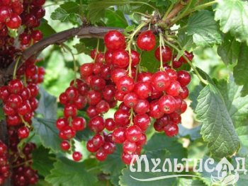 Дизайн без названия