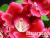 image_8096768_16080475 image_8096768_16080475