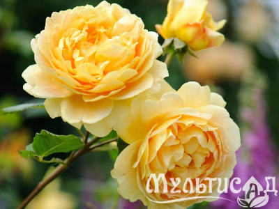 Туя (30)