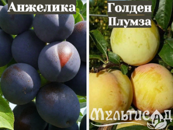 Ноябрьская (21)