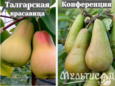 Ноябрьская (36)