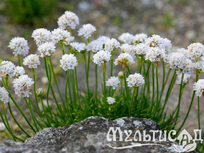 Туя (92)