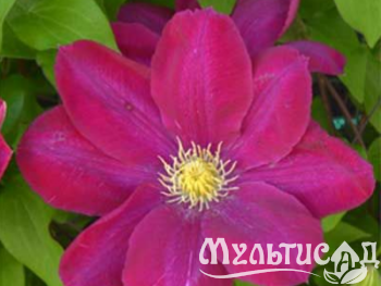 Креатив без названия (5)