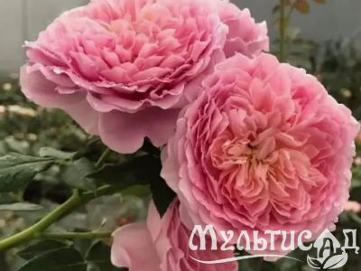 Креатив без названия (2)