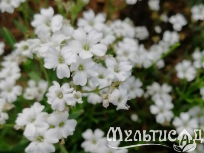 Туя - 2025-11-14T144846.927