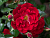 image_8165532_16142829