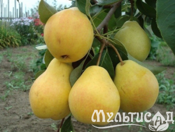 Дизайн без названия (25)