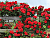 image_8165532_16142488