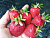 image_7681564_15009892
