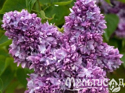 Креатив без названия (8)