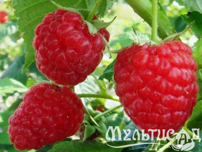 c132121f3885213fdd87c097f5e410fb