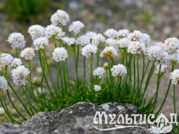 Туя (92)