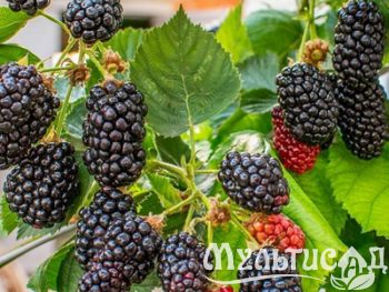 Дизайн без названия (10)