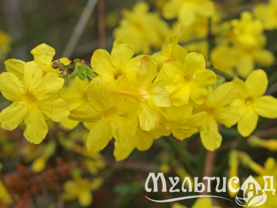 Дизайн без названия (24)