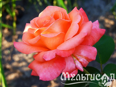 Креатив без названия (22)