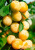 mirabelle-saphency-2 mirabelle-saphency-2