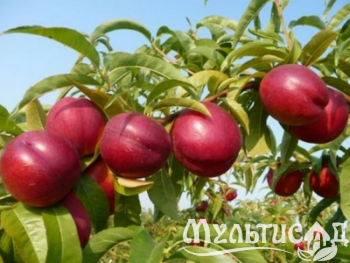 Дизайн без названия (7)