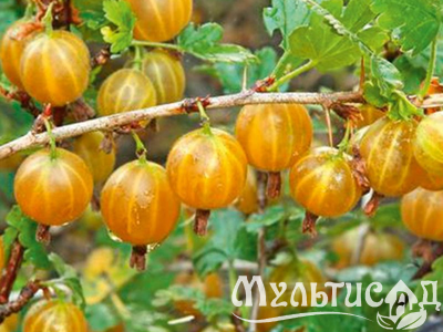 Дизайн без названия (18)