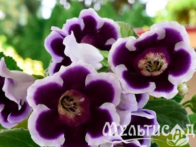 image_8096768_16082014