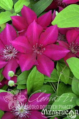 Картинка с сайта