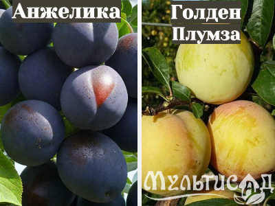 Ноябрьская (21)