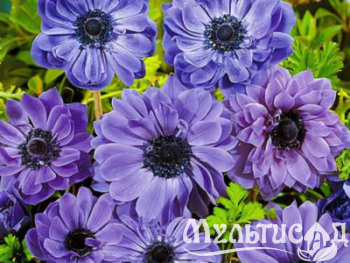 Дизайн без названия (14)