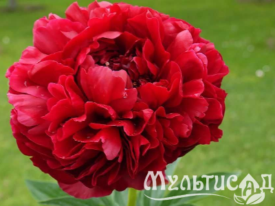Креатив без названия (11)