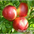 saghency-stark-red-gold-3-1000x1000 saghency-stark-red-gold-3-1000x1000