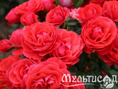 image_8165532_16130561