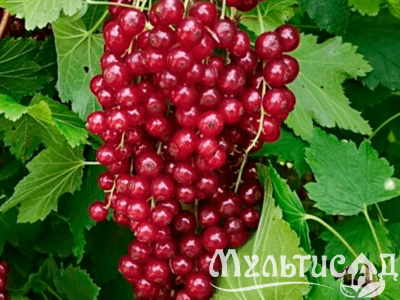 Дизайн без названия (25)