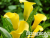 image_8096768_16083508