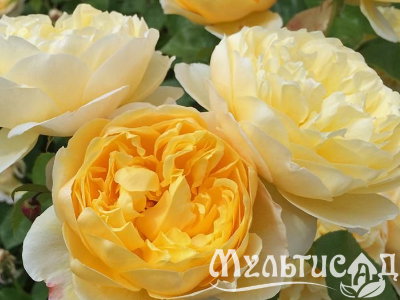 Туя (25)
