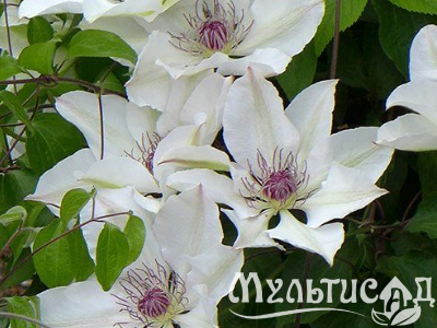 image_7681564_14978400