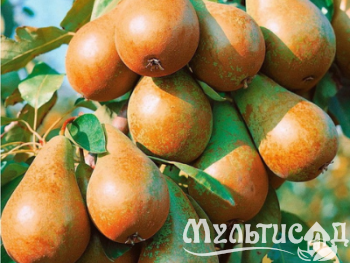 Дизайн без названия (16)