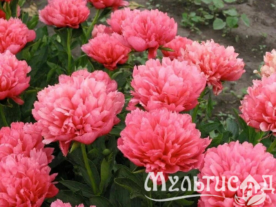 Креатив без названия (12)