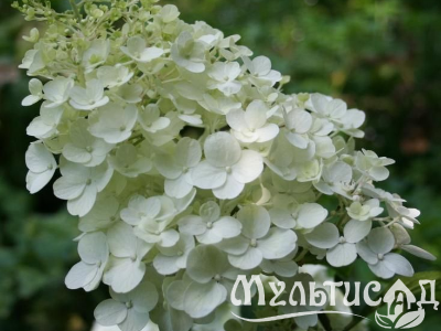 Морозостойкость до -23с - 2025-07-30T115732.142