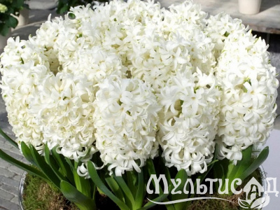 Картинка с сайта